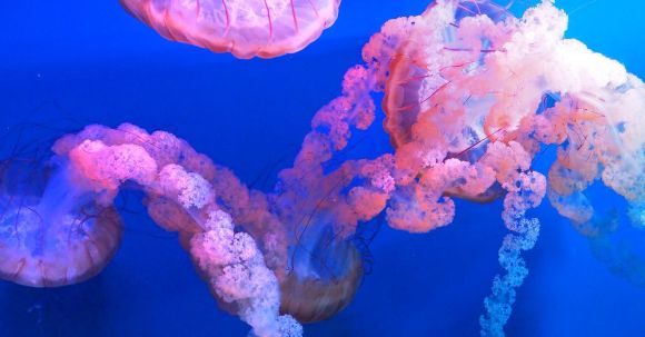 Underwater - Shallow Focus Photography Of Jellyfish