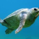 Shipwrecks For Diving - Turtle Swimming Underwater