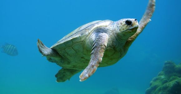 Shipwrecks For Diving - Turtle Swimming Underwater