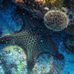 Coral Reef - Starfish Underwater
