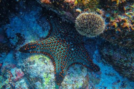 Coral Reef - Starfish Underwater