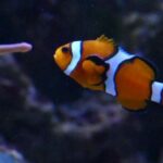 Underwater - Clown Fish In An Aquarium