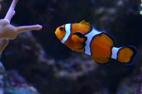 Underwater - Clown Fish In An Aquarium