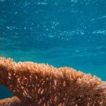 Coral Reef - Brown Coral Reef in Blue Water