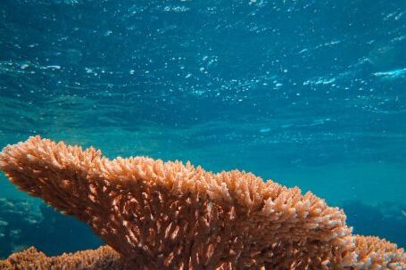 Coral Reef - Brown Coral Reef in Blue Water