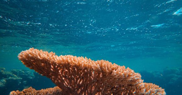 Coral Reef - Brown Coral Reef in Blue Water
