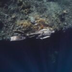 Scuba Diving - Scuba Diver Underwater