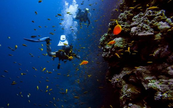 Diving - man in black wet suit diving on water with school of fish