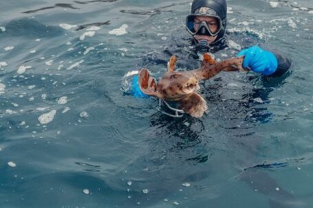 Scuba Diving - Scuba Diver Holding a Fish