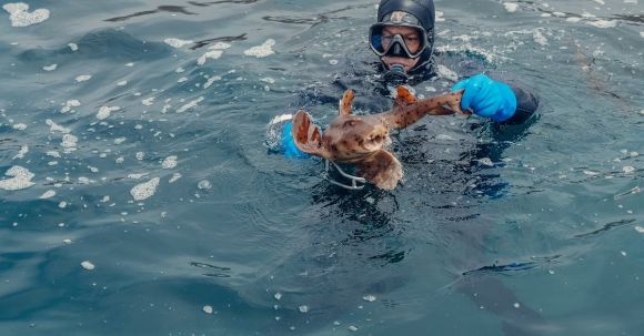 Scuba Diving - Scuba Diver Holding a Fish