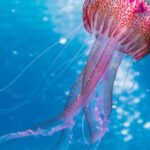 Diving Locations - Shallow Focus Photo of Pink and Brown Jellyfish