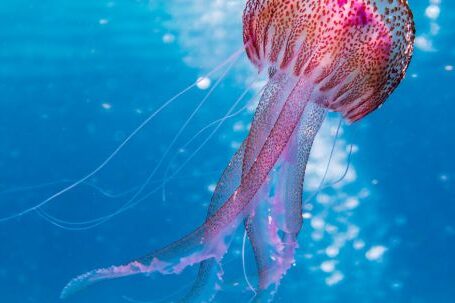 Diving Locations - Shallow Focus Photo of Pink and Brown Jellyfish