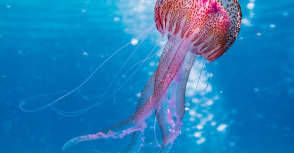 Diving Locations - Shallow Focus Photo of Pink and Brown Jellyfish