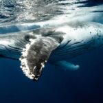 Underwater - Humpback Whale Underwater
