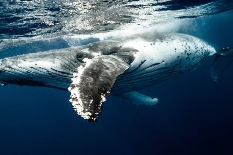 Underwater - Humpback Whale Underwater