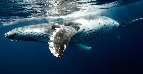 Underwater - Humpback Whale Underwater