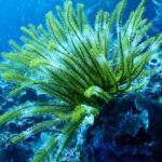 Marine - Green Coral Reef Under Water