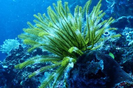 Marine - Green Coral Reef Under Water