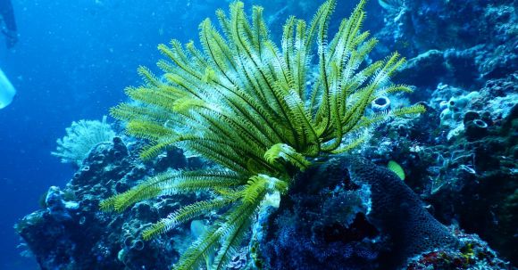 Marine - Green Coral Reef Under Water