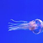 Diving - Pink Jellyfish