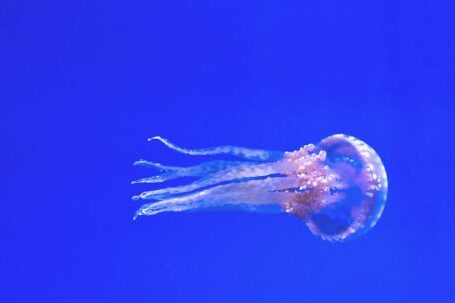 Diving - Pink Jellyfish