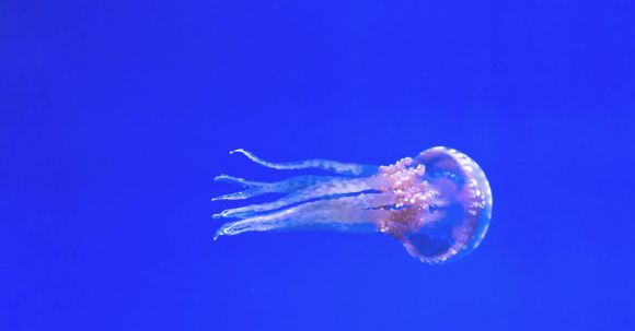 Diving - Pink Jellyfish