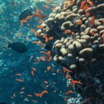 Coral Reef - Underwater Photography of School of Fish