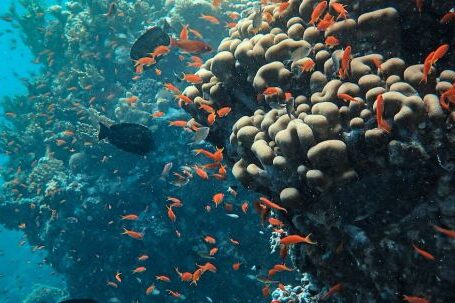 Coral Reef - Underwater Photography of School of Fish