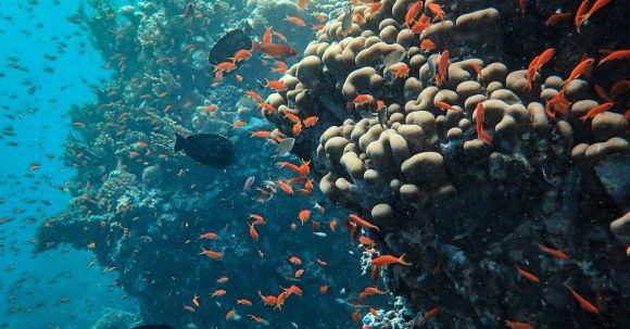 Coral Reef - Underwater Photography of School of Fish