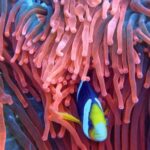 Coral Reef - Photo of a Fish on Corals
