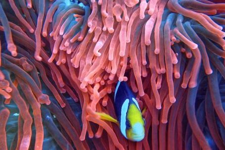 Coral Reef - Photo of a Fish on Corals