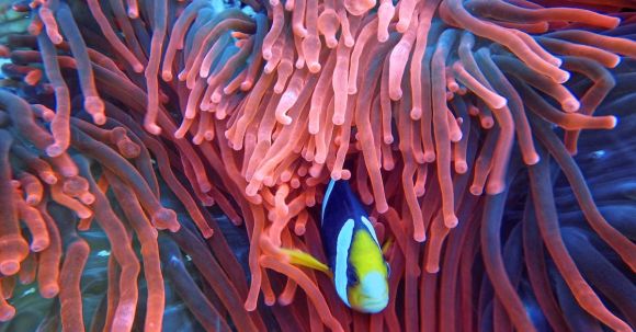 Coral Reef - Photo of a Fish on Corals