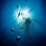 Scuba Diving - a group of fish swimming in the water