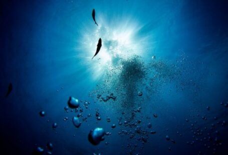 Scuba Diving - a group of fish swimming in the water