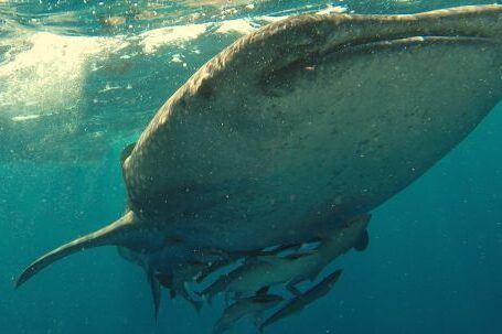 Underwater - Whaleshark