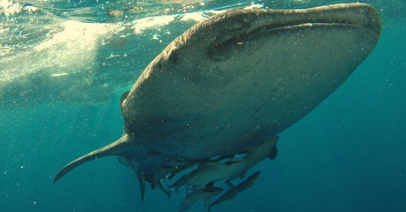 Underwater - Whaleshark