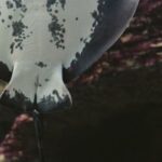 Underwater - Manta Ray in Close Up Shot