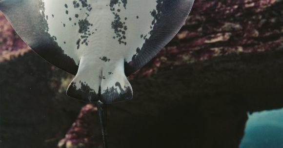 Underwater - Manta Ray in Close Up Shot