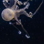 Underwater - Jellyfish Close-up Photography