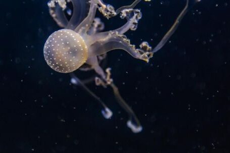 Underwater - Jellyfish Close-up Photography