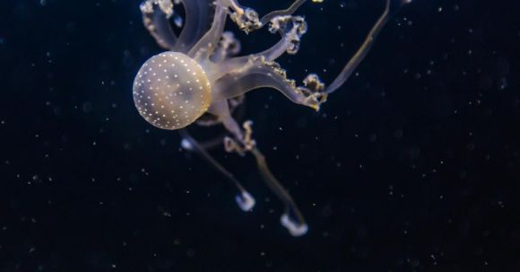 Underwater - Jellyfish Close-up Photography