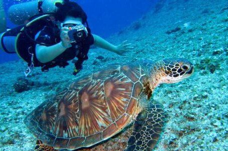 Scuba Diving - Person Takes Photo Of Tortoise