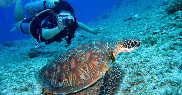 Scuba Diving - Person Takes Photo Of Tortoise