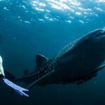 Shipwrecks For Diving - Woman Swimming Next to Whale Shark Underwater