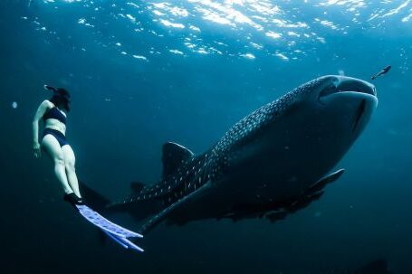 Shipwrecks For Diving - Woman Swimming Next to Whale Shark Underwater