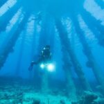 Diving Fins - Diver Underwater Swimming around Trees