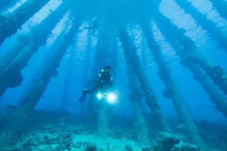 Diving Fins - Diver Underwater Swimming around Trees