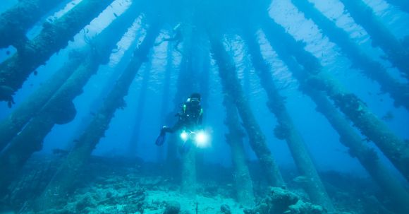Diving Fins - Diver Underwater Swimming around Trees