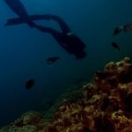 Scuba Diving - Photography of Person Swimming Under Water