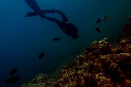 Scuba Diving - Photography of Person Swimming Under Water